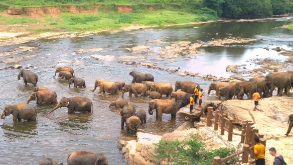 Elephants from the elephant sanctuary cooling off and playing in the river