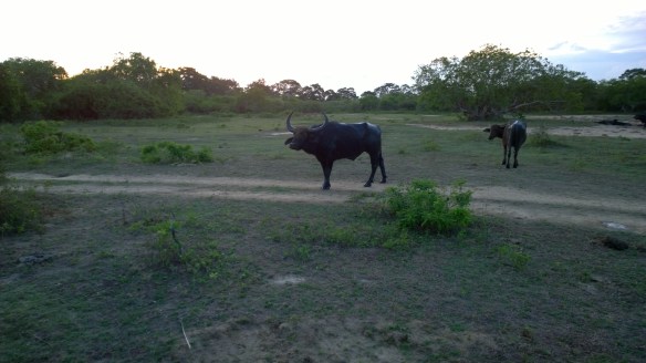 WP_20140407_18_01_35_Pro