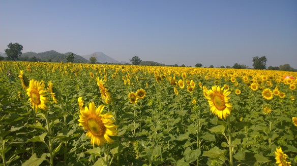 The vast sunflower fields