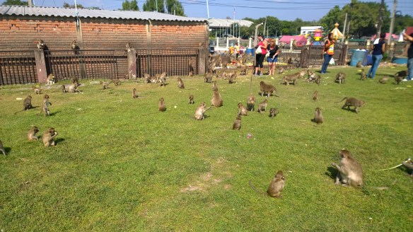 Monkeys running around the grounds *everywhere*