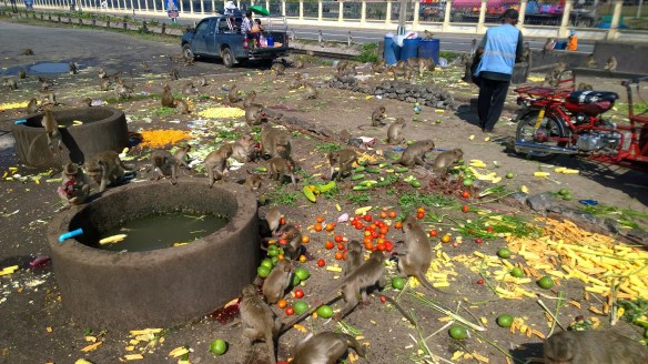 The buffet of food dropped off by people for the monkeys