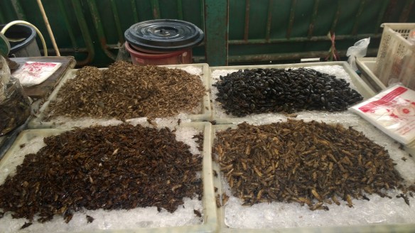 Cockroaches, crickets, meal worms and some other kind of water bug.  On ice, to keep them fresh.  Yes, they really do eat them.