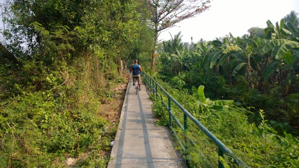Path along a large banana plantation
